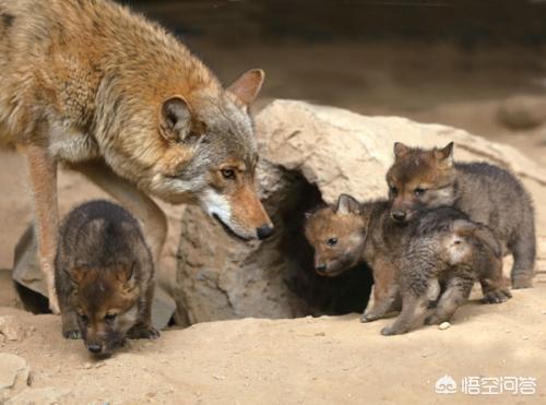 为什么有的狼遇到人类婴儿不是吃掉而是养大？