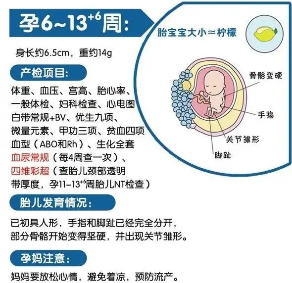 怀孕中期应该系统地做哪些检查？3个阶段重要的产检项目都在这里