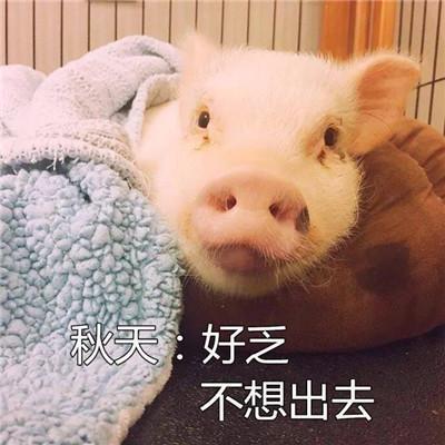 妈妈在等你，我可爱的金猪宝宝