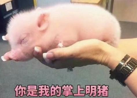 妈妈在等你，我可爱的金猪宝宝