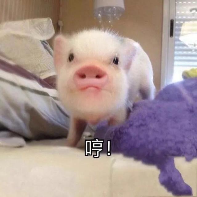 妈妈在等你，我可爱的金猪宝宝