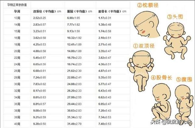 孕期胎儿双顶径太小？宝妈：我不会生出个低智商的“小头儿子”吧