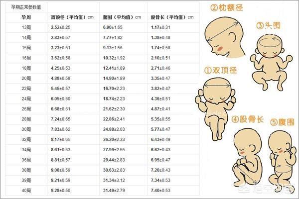 宝宝双顶径9.9cm，医生预估8.3斤，是什么概念？