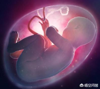 怀孕24周胎儿有多大了呢？