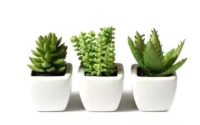 让孩子亲手种一棵草是什么体验？太神奇了！