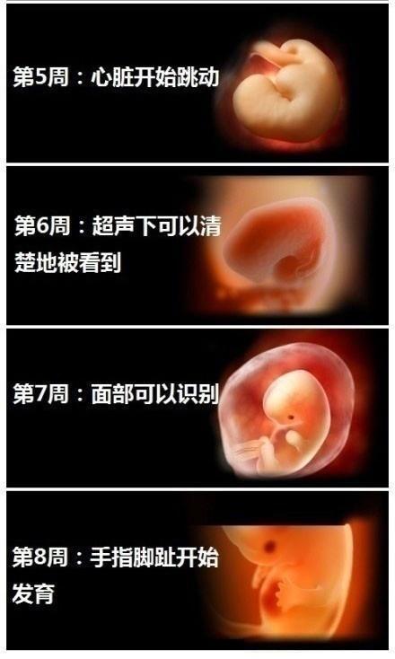 十月怀胎这么神奇！9张图清晰反应胎儿1-40周发育全过程