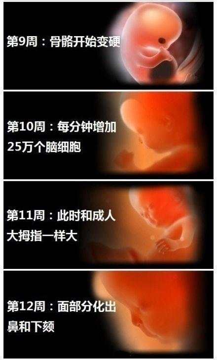 十月怀胎这么神奇！9张图清晰反应胎儿1-40周发育全过程