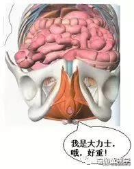 产后一定要修复的盆底肌，该如何修复？