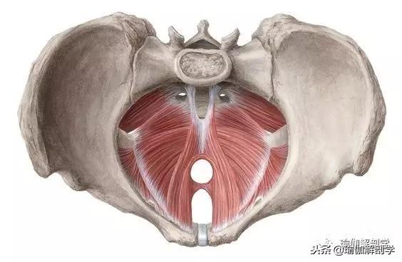 产后一定要修复的盆底肌，该如何修复？