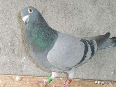 分析赛鸽体重，是训练赛鸽的关键