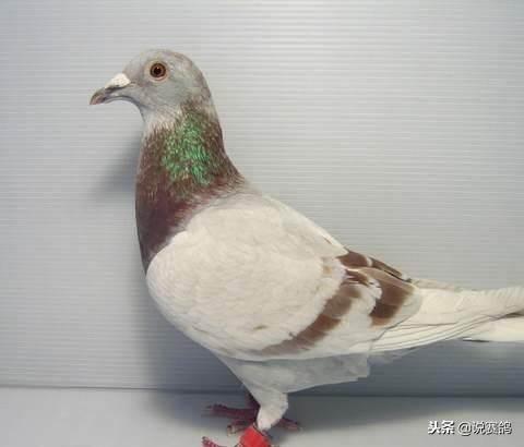 分析赛鸽体重，是训练赛鸽的关键