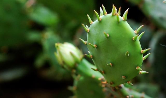 产后忌吃，这八种蔬菜新妈妈碰都不要碰，新家长们收藏起来