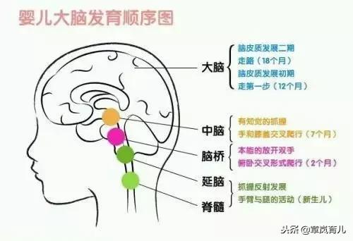 抓握能力促进宝宝大脑发育，你知道怎么锻炼吗？