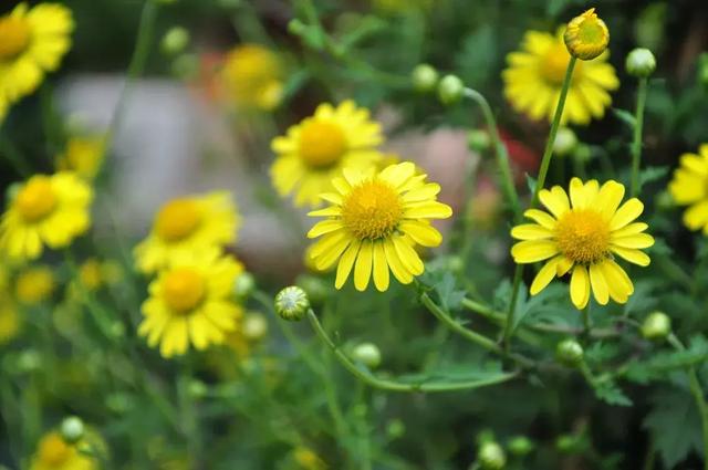 家有俩娃暴躁焦虑的我，实现了自救！