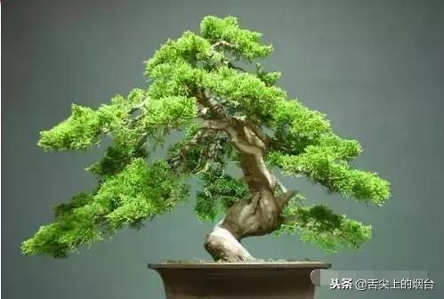 看看这些花，你家里有木有？有的注意了