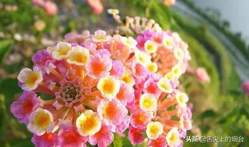 看看这些花，你家里有木有？有的注意了