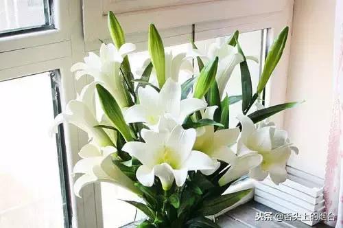 看看这些花，你家里有木有？有的注意了