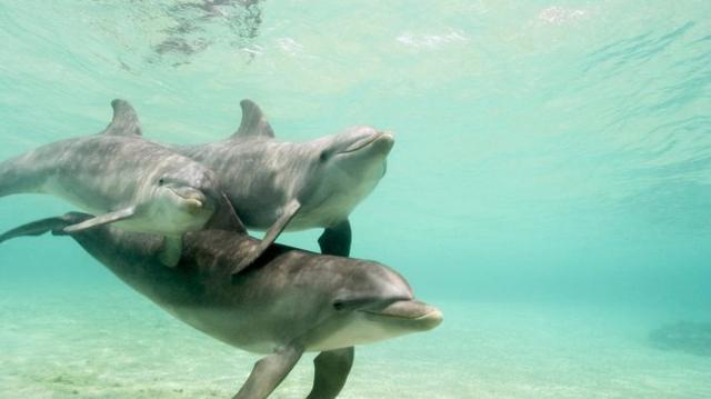 比人幸福：21张动物王国的温馨家庭照