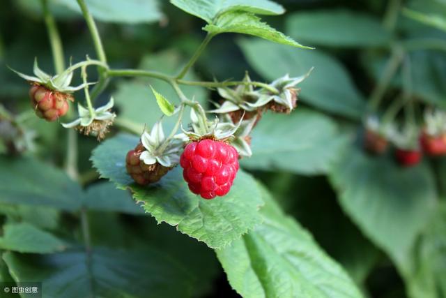 “妈妈茶”强化子宫、安胎、助产，备孕女性必读！