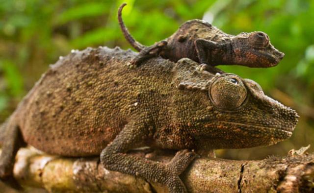 比人幸福：21张动物王国的温馨家庭照