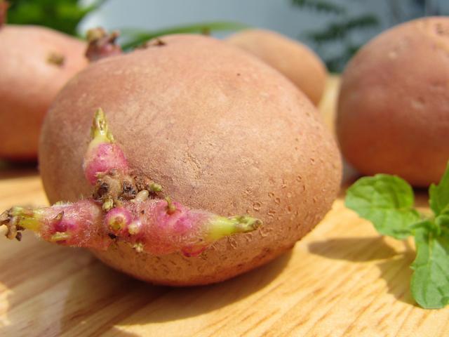 蔬菜也有毒，饭桌上常有的它，对孩子身体的危害可不小