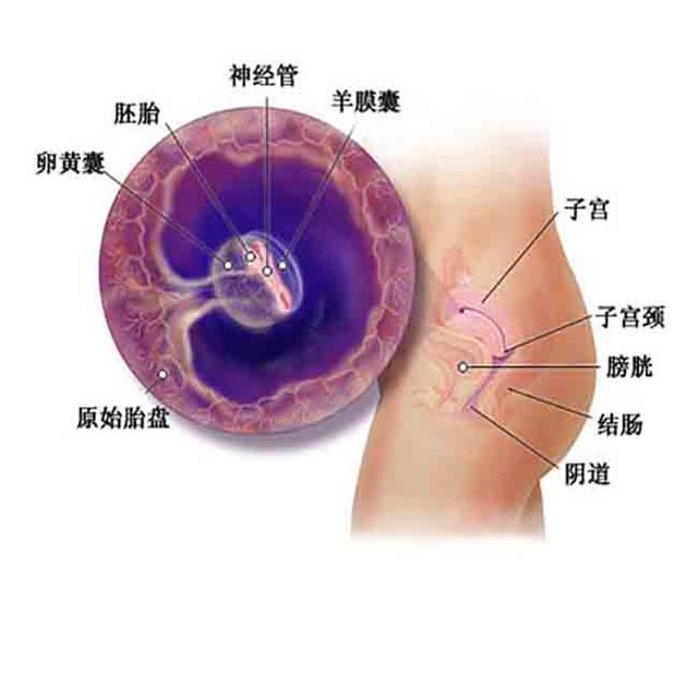 怀孕第5-8周，胎儿会有哪些变化？妇产科医生说给你听