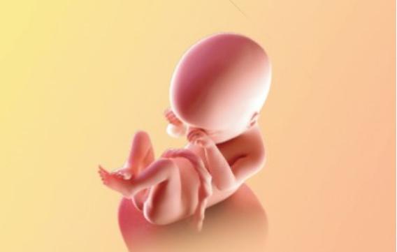 怀孕19周，胎儿有多大？孕妈知道后，去了市场，买了这种水果