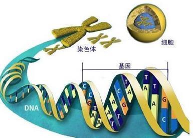 夫妻俩谁的基因，决定孩子的性别、长相跟智商？