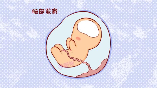 孕期这3个阶段，是胎儿脑部发育高峰期，很多妈妈都吃错了