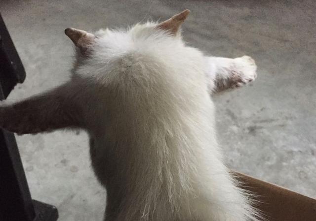 想知道自己适不适合生孩子？养一只小羊试试