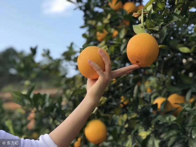 冬天宝宝吃啥水果好？这3种水果不错，尤其第2种，促消化还防感冒