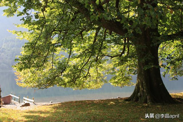 优秀父母必备技能——做孩子的伯乐