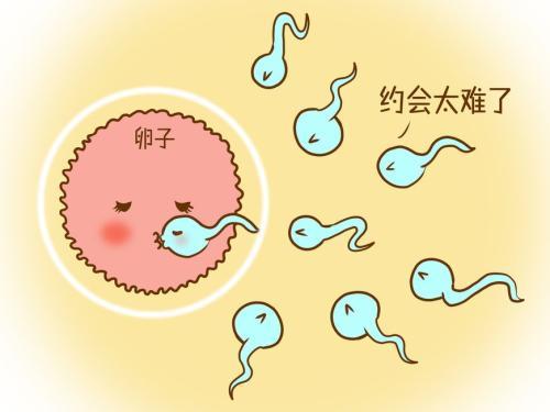 女性在排卵期，吃什么食物有助于怀孕？这3类食物可以吃起来