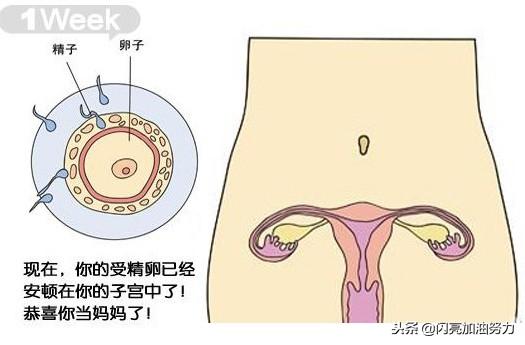 宝妈怀孕1-40图解