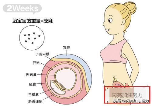 宝妈怀孕1-40图解