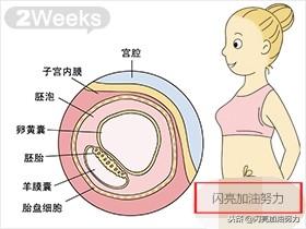 宝妈怀孕1-40图解