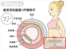 宝妈怀孕1-40图解