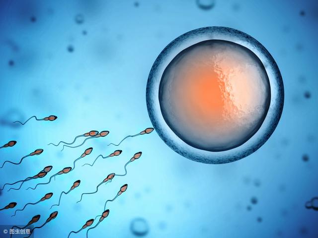 科学表明：这些食物可以提高卵子质量，备孕常吃这些，提高受孕率
