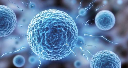 没受孕的“精子”都去哪里了？科普一下，不用不好意思