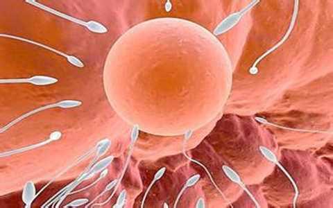 没受孕的“精子”都去哪里了？科普一下，不用不好意思