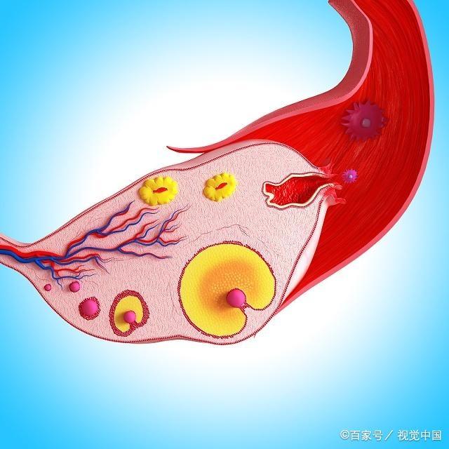 卵子存活时间有限，想要快速怀孕，希望你能抓住这3天！