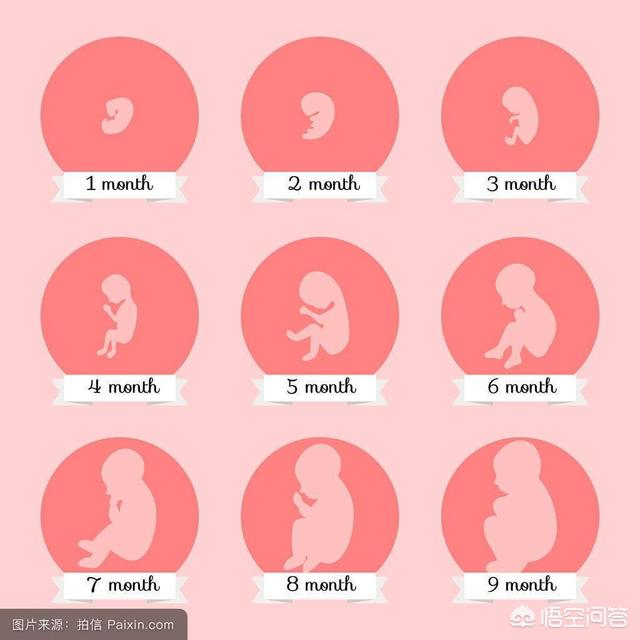 为什么有些孕妈的肚子大小不同？