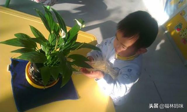 观赏植物，孩子要有“远观而不可亵玩”的态度，远离危险很重要
