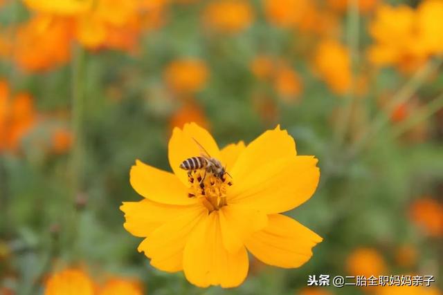 青春期的孩子已不再是你的孩子，顺应和共情更合作！
