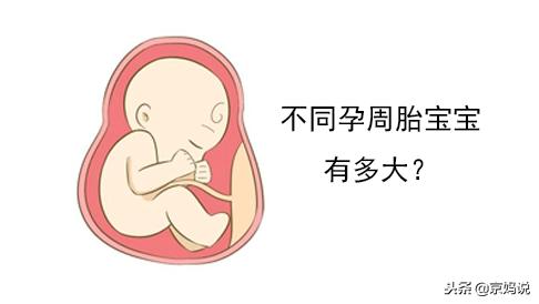 趣味解说：不同孕周胎宝宝有多大，准妈妈来对号入座