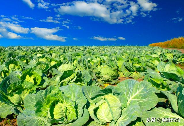 这几种白菜别给孩子吃，菜农说出20年经验，被喷过“甲醛”