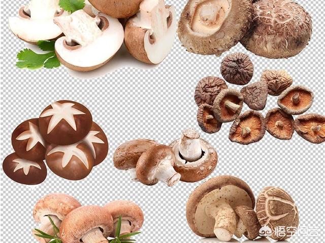 15个月的孩子能吃菌类菜吗？