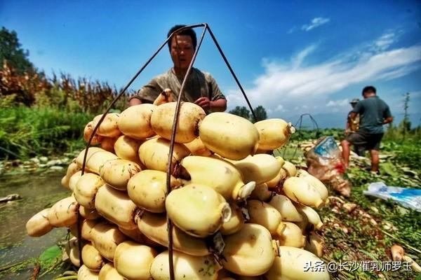 推荐10种有催奶奇效的素食食物，下奶不发胖，宝宝智商更高！