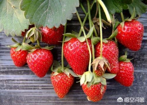 怀孕有没有吃草莓的宝妈？