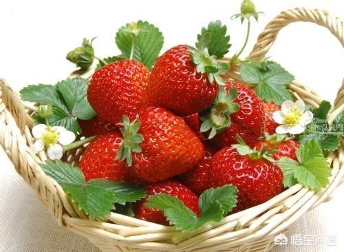 怀孕有没有吃草莓的宝妈？